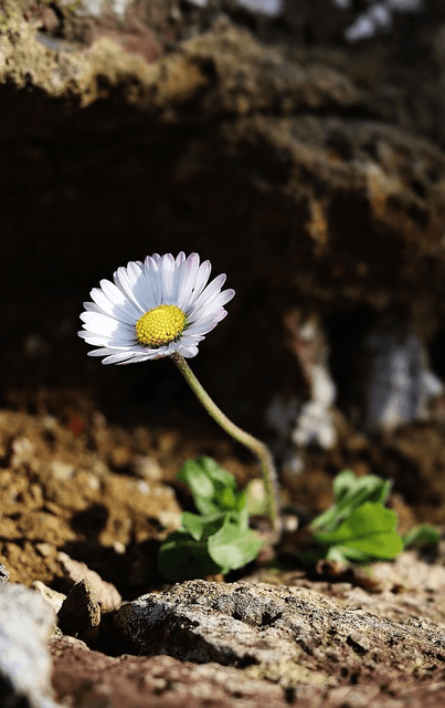 A single daisy grows among stones and gravel.