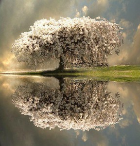 Reflected Tree