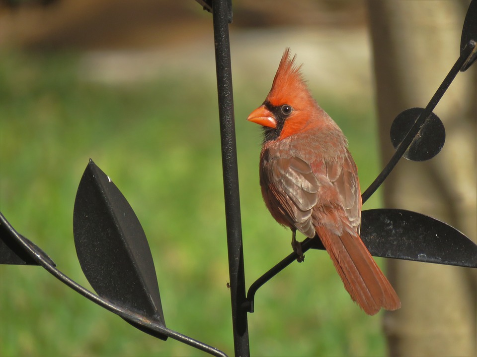 Song Birds and Nature Sounds