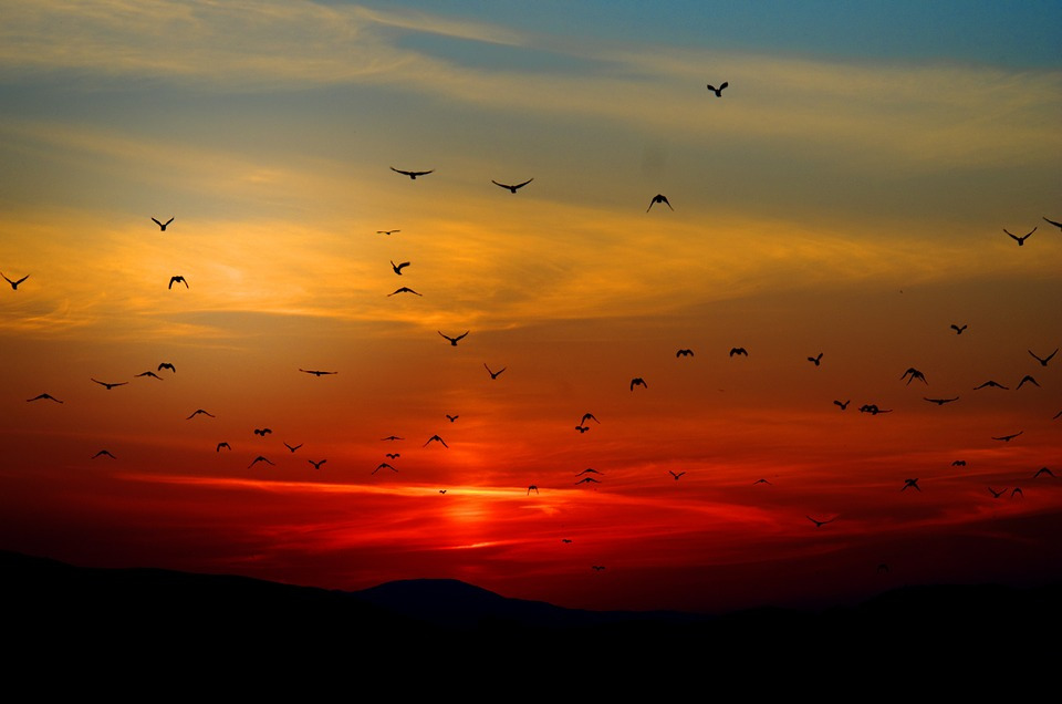 Murmuration of birds in flight