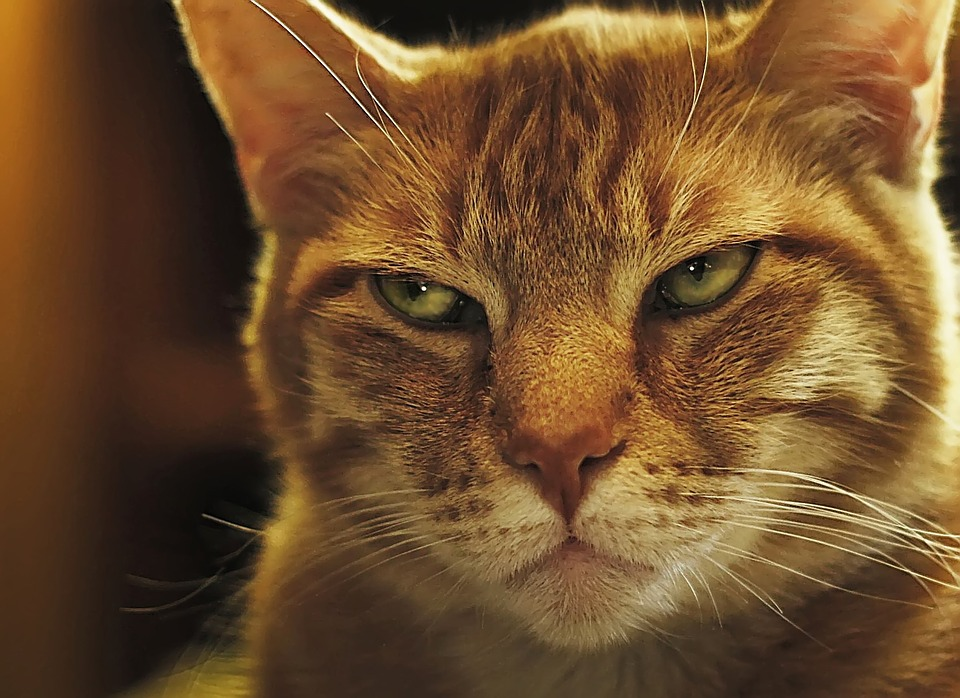 A grumpy cat