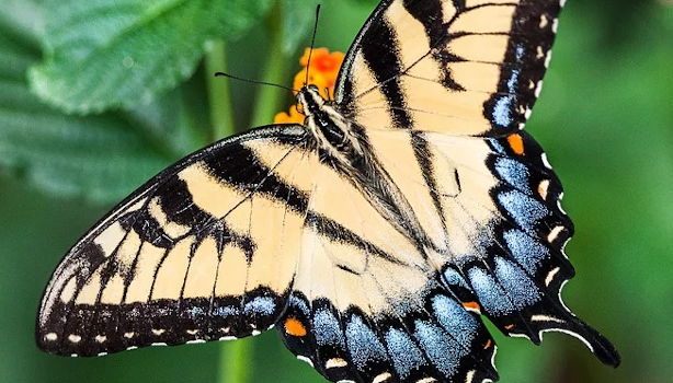A light yellow butterfly with open wings decorated with splashes of blue, a green plant is its resting place