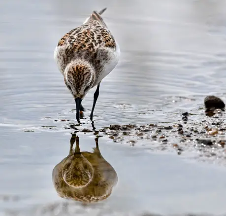 A small bird observes its reflection in the water its standing in.