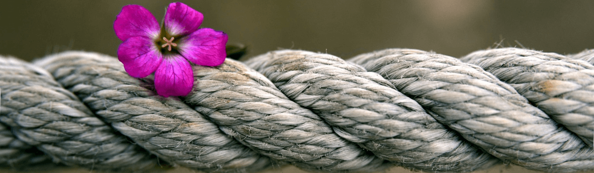 A delicate pink flower sits on top of a strong, thick rope