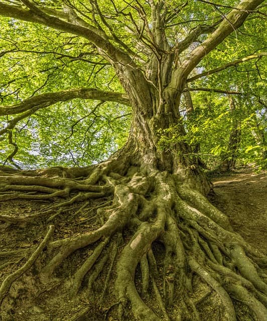 Ai image of a root system underneath a beech tree that is visible as though the ground were cut away.