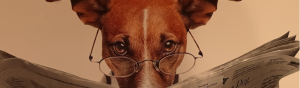close-up image of a small brown dog with a white stripe running down its nose, looking up over glasses resting on it's nose, an open newspaper in front of him.