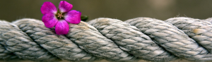The Power of Cooperation: Embracing a Growth Mindset